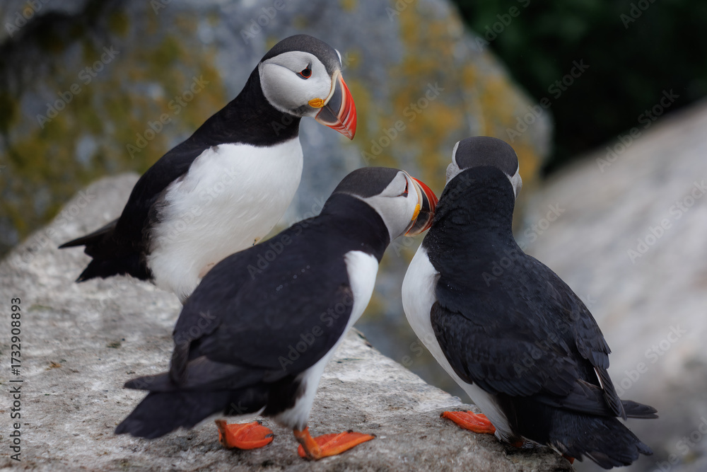Naklejka premium Three puffins on a rock