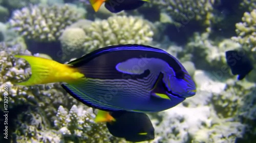 Azure fish swimming among coral reef