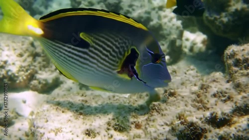 Tropical fish swimming among coral reef