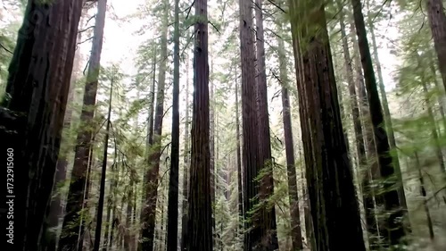 Tall trees in dense redwood forest