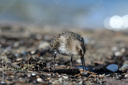 Calidris alpina, Biegus zmienny, 
