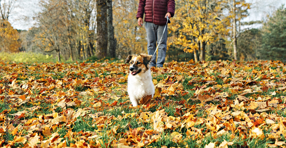 custom made wallpaper toronto digitalSmall white brown mixed breed dog standing on leaf carpet in city park, bright foliage, calm mood, daylight walk
