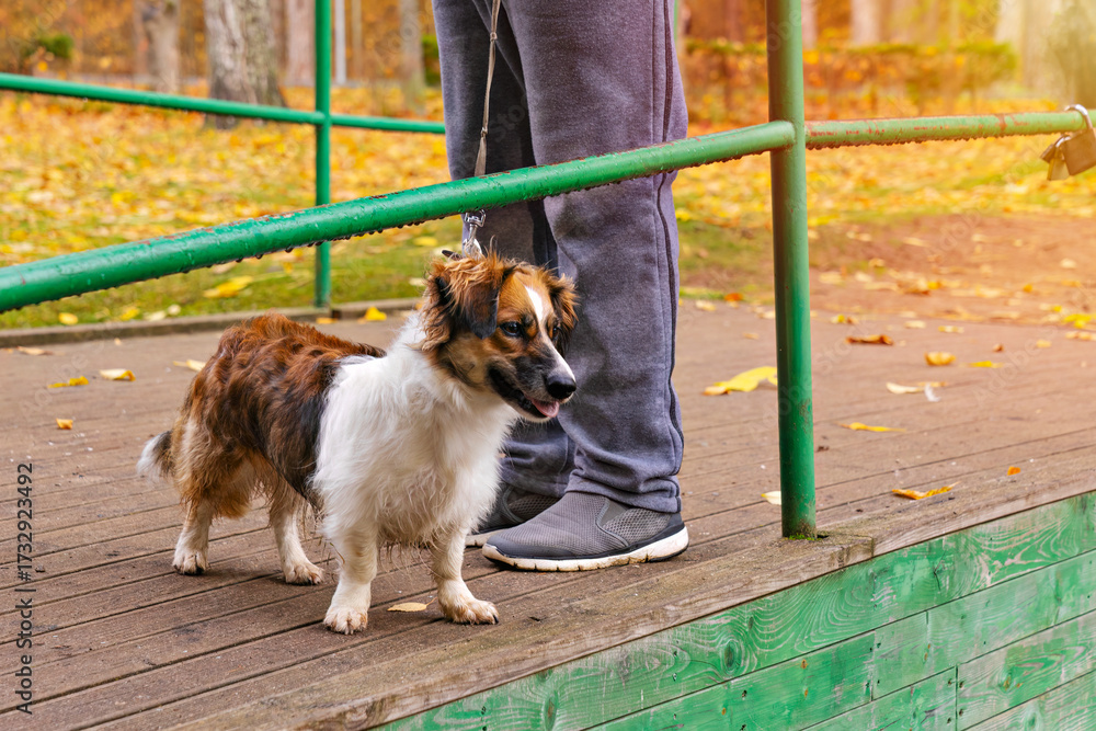 custom made wallpaper toronto digitalSenior dog waits by rail on sturdy leash, ears up and body close to owner, steady pace and gentle posture show calm fall routine