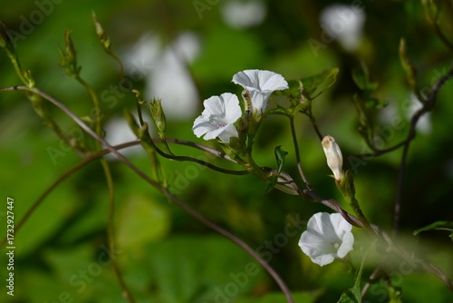 Ipomoea lacunosa (Pitted morning glory) flowers. Convolvulaceae annual vine. Star-shaped white flowers bloom from summer to autumn.