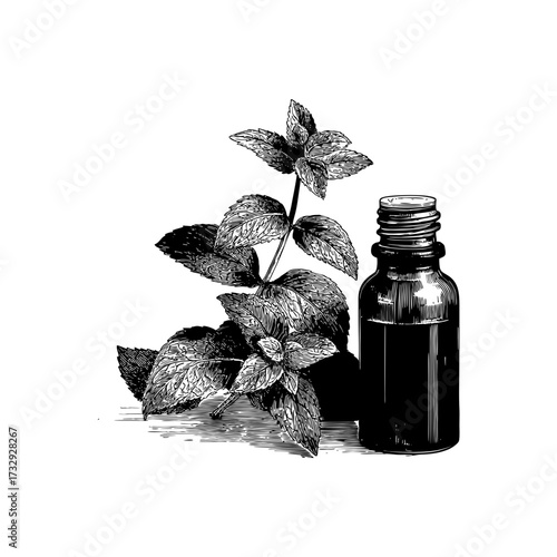 Engraving style illustration of mint leaves with essential oil bottle in black and white on transparent background – Vector for herbal product labels, wellness branding, and aromatherapy guides