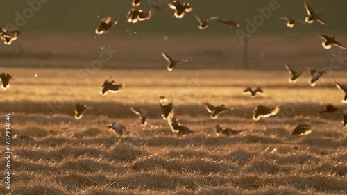 Flock of blackbirds, flying past ducks landing in a golden field in Wyoming during fall migration.