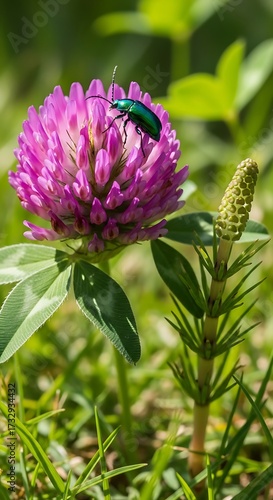 Purple Clover with Bug.