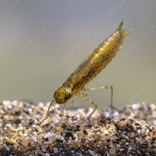 Larvae of Emperor dragonfly