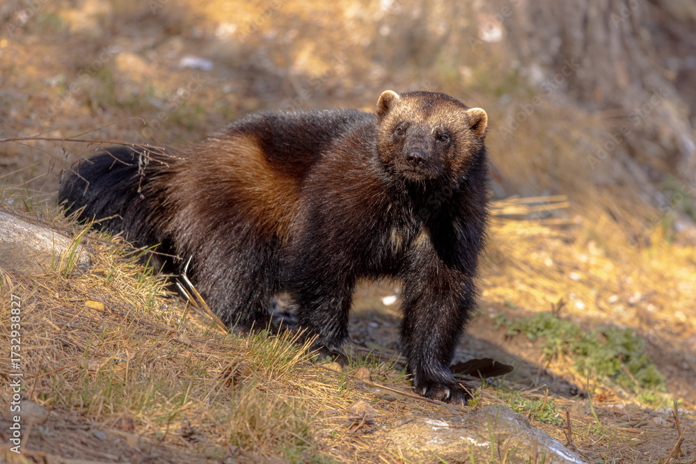 Fototapeta premium Wolverine walking in nature of Finland