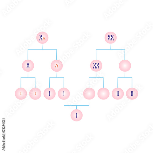 Meiotic Nondisjunction in Monosomy X Science Design. Vector Illustration.