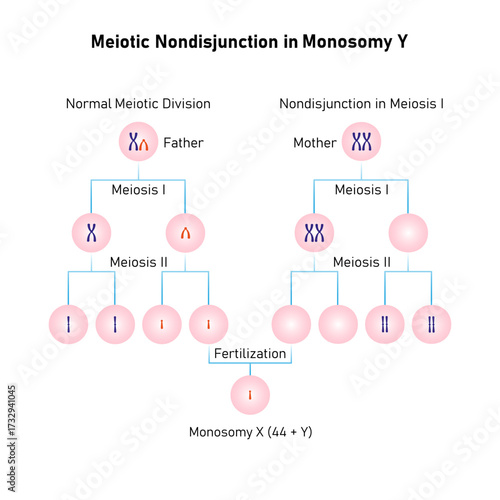 Meiotic Nondisjunction in Monosomy Y Science Design. Vector Illustration.