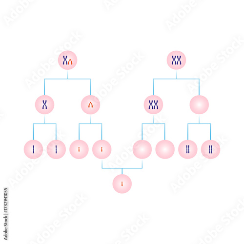 Meiotic Nondisjunction in Monosomy Y Science Design. Vector Illustration.