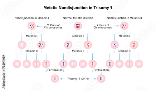 Meiotic Nondisjunction in Trisomy 9 Science Design. Vector Illustration.
