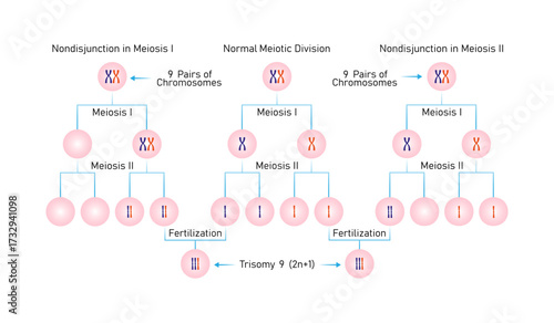 Meiotic Nondisjunction in Trisomy 9 Science Design. Vector Illustration.