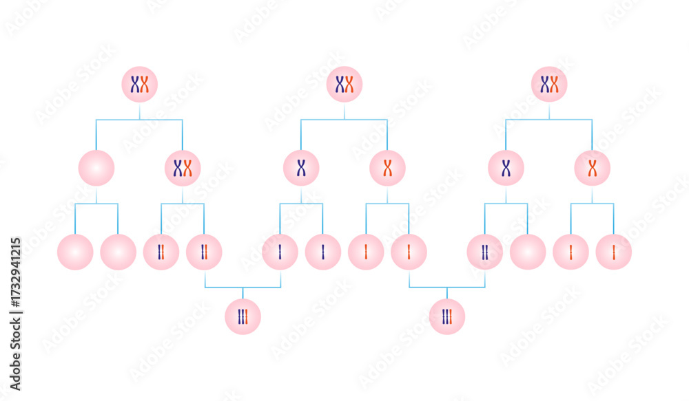 Naklejka premium Meiotic Nondisjunction in Trisomy Science Design. Vector Illustration.