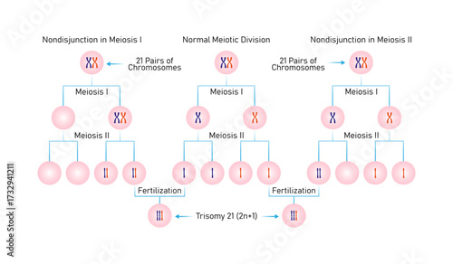 Meiotic Nondisjunction in Trisomy 21 Science Design. Vector Illustration.