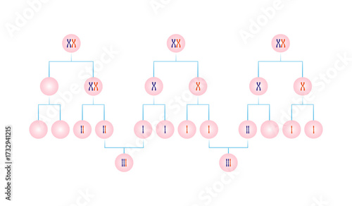 Meiotic Nondisjunction in Trisomy Science Design. Vector Illustration.
