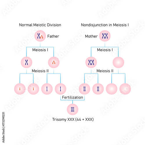 Meiotic Nondisjunction in Trisomy Triple X Science Design. Vector Illustration.