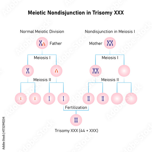 Meiotic Nondisjunction in Trisomy Triple X Science Design. Vector Illustration.