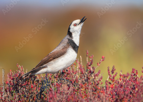 A wild white-fronted chat (Epthianura albifrons) calling vigorously from the top of a saltmarsh bush (Tecticornia arbuscula) habitat with warm, blurred background, Victoria, Australia