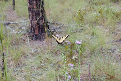 Eastern Tiger Swallowtail on Flower