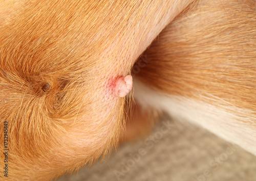 Dog with tumor or mass on leg. Benign Collagenous nevus on elbow of medium sized dog. Slightly irritated from harness. Dog skin conditions and lumps. Female Harrier mix, 3 years old. Selective focus.