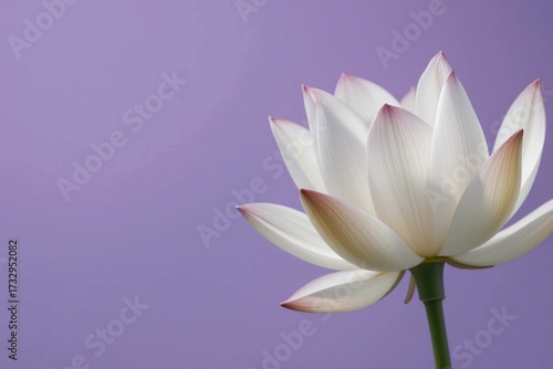 Wallpaper Mural Elegant White Lotus Flower on Lavender Background, Symbolism, Purity, and Serenity Torontodigital.ca