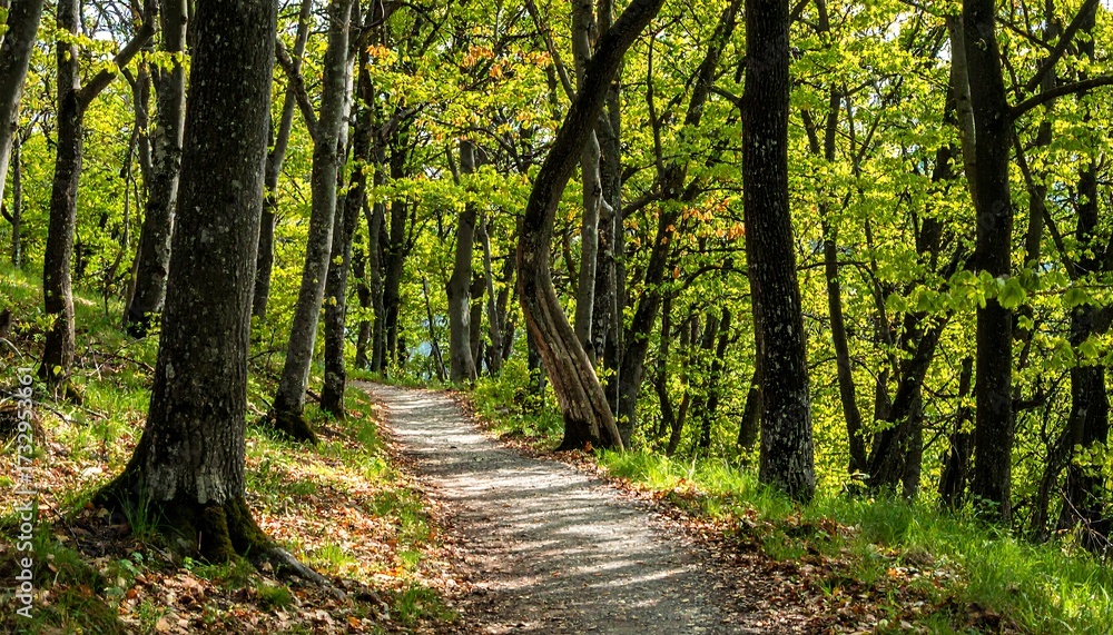 Fototapeta premium Sunlight-drenched forest path