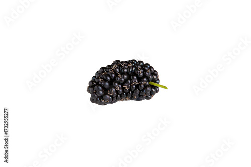 Amoras frescas isoladas