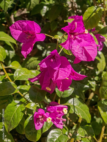 Bright Magenta Flowering Bougainvillea Plant (Bougainvillea spectabilis, Nyctaginaceae family): Ornamental climbing plant with green foliage.
