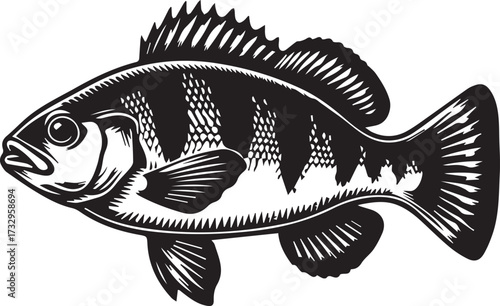Detailed black and white perch fish illustration, showcasing scales, fins, and natural form in bold artistic style.

