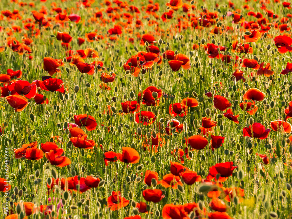 Fototapeta premium Red Poppies close up