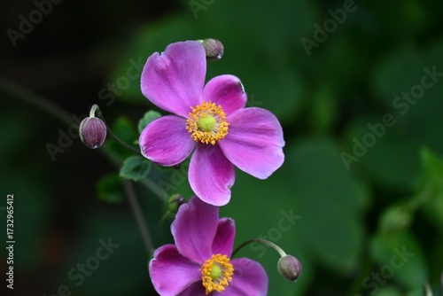 Japanese anemone (Anemone hupehensis) flowers.
Ranunculaceae perennial plants. Reddish-purple flowers bloom on tall flower stalks in autumn.