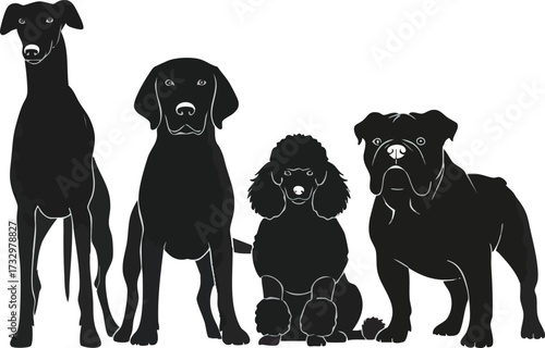 Silhouette illustration of four different dog breeds standing side-by-side, showcasing their distinct shapes.