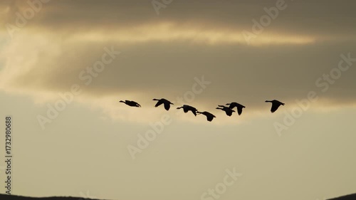 Geese migrating through Wyoming silhouetted against the sunset as they fly in slow motion.