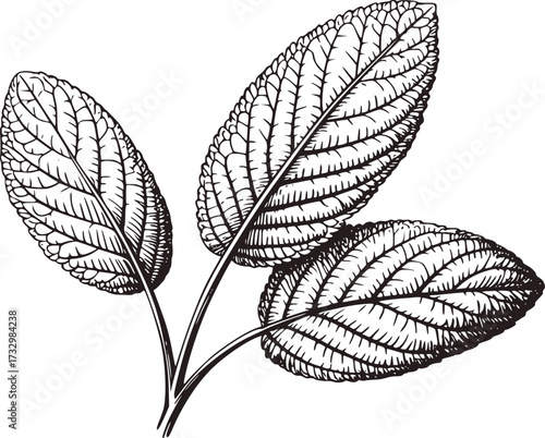 Black and white botanical illustration of three textured leaves vector