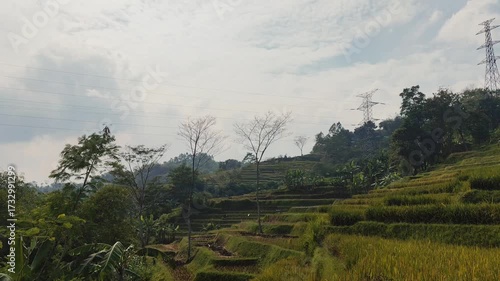 Golden rice field sways gently, offering a glimpse into the harvest season, promising abundance and prosperity for all, a natural wonder