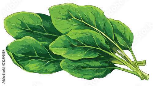 Fresh Spinach Clipart Vector Illustration Isolate