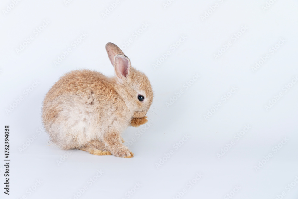 Fototapeta premium Cuddly rabbit fluffy bunny cleaning body paw sitting over isolated white background. Adorable little bunny brown tail rabbit furry clean body legs with copy space. Symbol festive easter exotic pet.