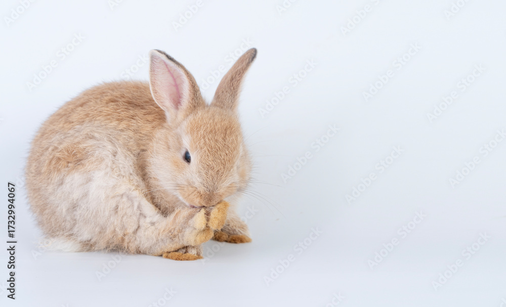 Obraz premium Cuddly rabbit fluffy bunny cleaning body paw sitting over isolated white background. Adorable little bunny brown tail rabbit furry clean body legs with copy space. Symbol festive easter exotic pet.