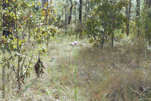 Pink Wildflower in the brush