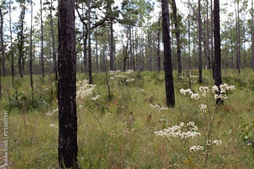 white wildflowers growing in a grove