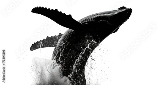 Dramatic monochrome humpback whale breaching ocean surface against white background