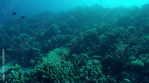Wallpaper Mural Napoleon fish and other fish swim over coral reef in evening light in contre-jour, Wide-angle shot, Slow motion of Humphead Wrasse, Napoleonfish or Giant Wrasse, Cheilinus undulatus in backlight Torontodigital.ca