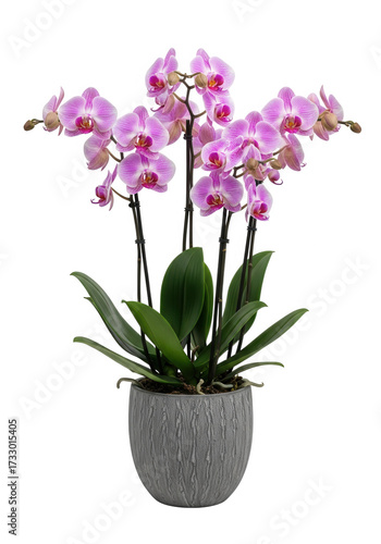 Wallpaper Mural Pink orchid flower arrangement isolated on transparent background Torontodigital.ca