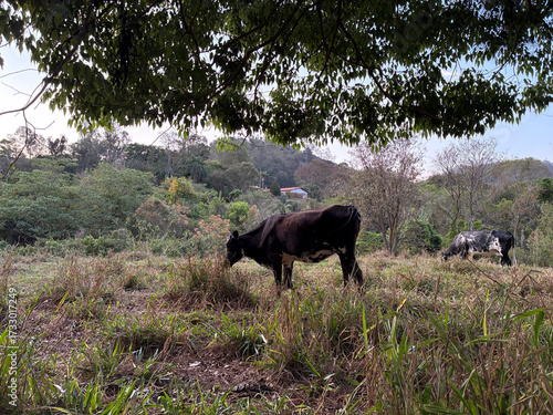 beautiful of cows in the field