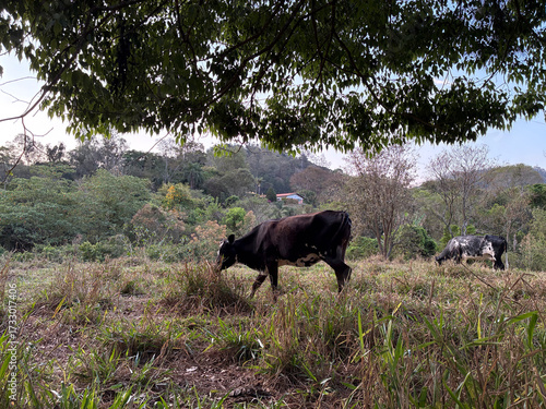 beautiful of cows in the field