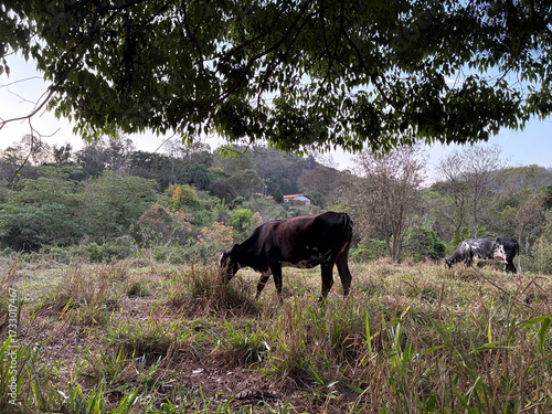 beautiful of cows in the field