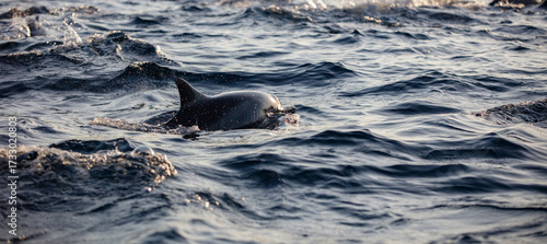 Boats chasing dolphins in morning ocean