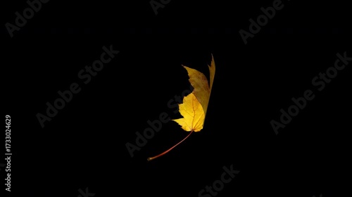 A single yellow autumn maple leaf spins in a seamless loop, isolated on a transparent alpha channel PNG background for easy video compositing